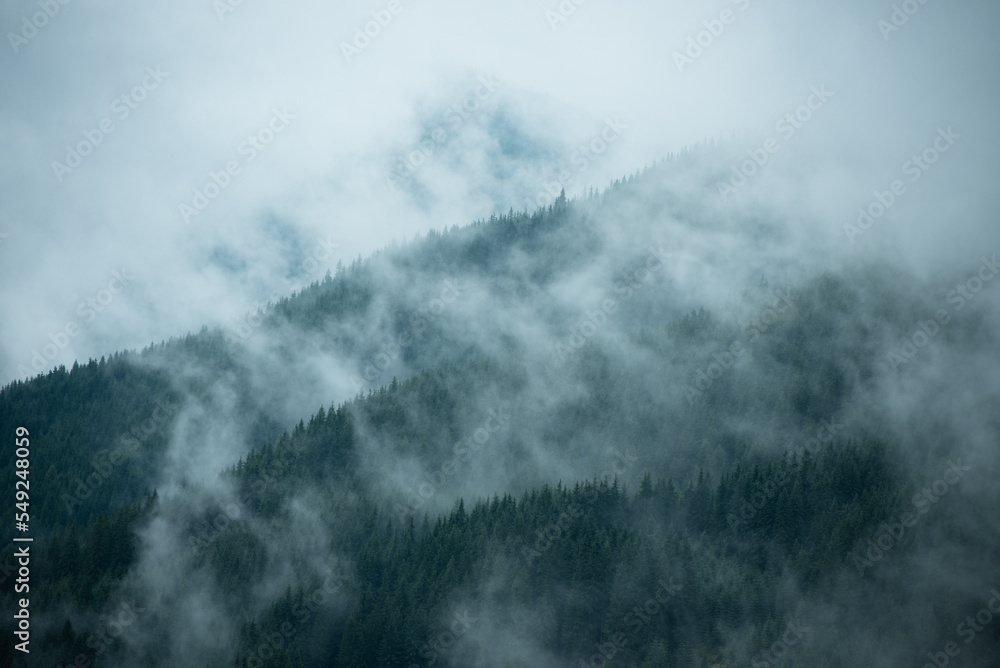 The pine forest in the valley in the foggy morning Fresh atmosphere of green.
