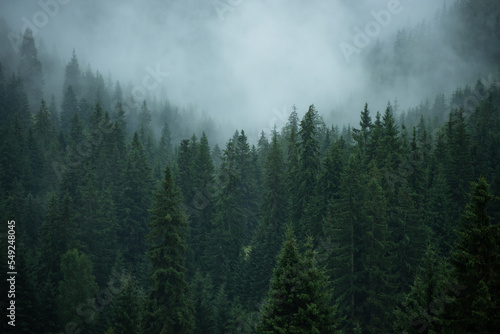 Dense forest with mist in morning with copyspace. Coniferous trees scenery in mysterious haze with space for text. Landscape scene with moody atmosphere. 