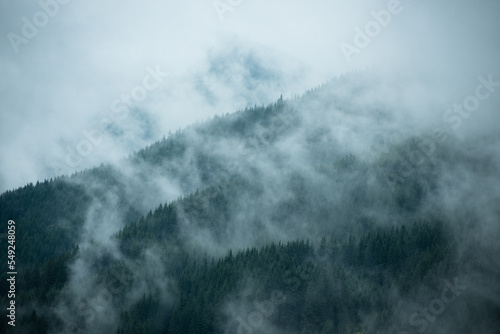 The pine forest in the valley in the foggy morning Fresh atmosphere of green. 