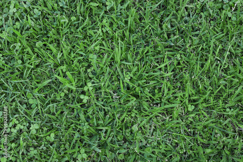 grass texture floor nature garden