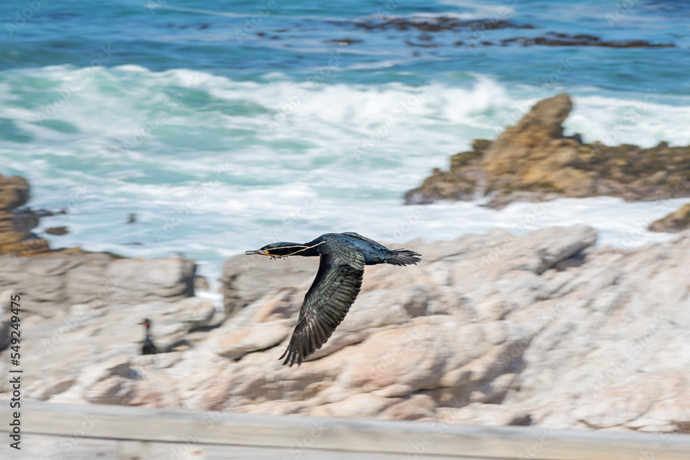 Cape Cormorant flying with nesting material in its beak