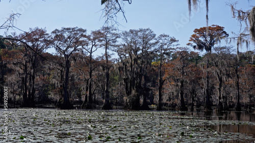 Caddo Lake State Park in Texas with its amazing vegetation and landscape - travel photography