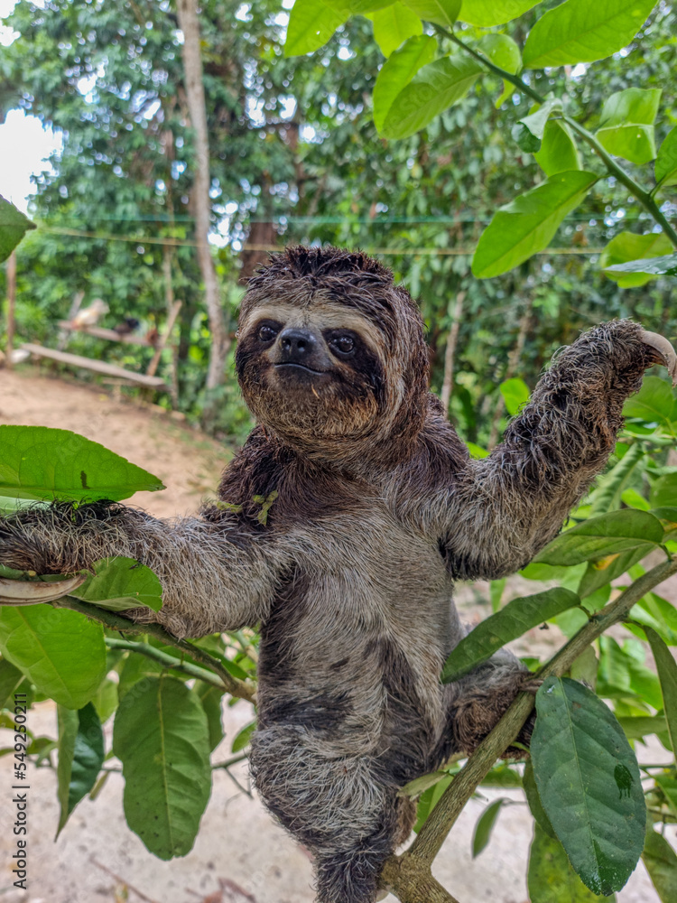 Fototapeta premium Sloth in jungle