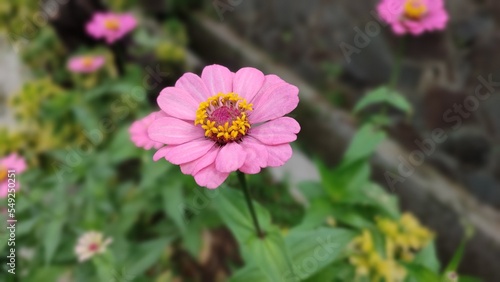 pink cosmos flower