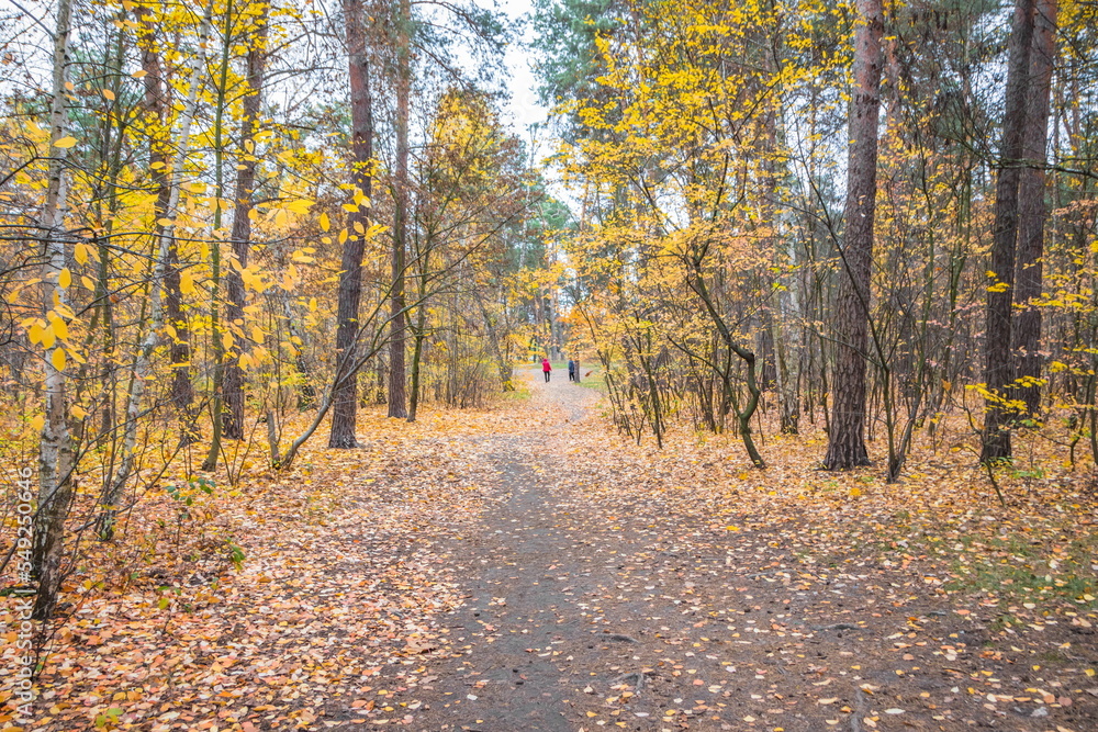 Obraz premium Autumn forest scenery with road of fall leaves & warm light illu