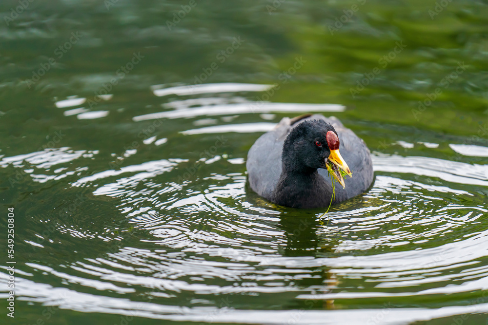 Andean coot in the water