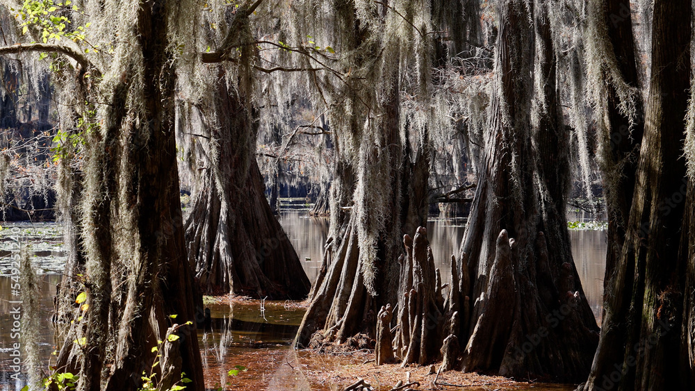 The amazing trees at Caddo Lake in the swamps of Texas - travel photography The amazing trees at Caddo Lake in the swamps of Texas - travel photography