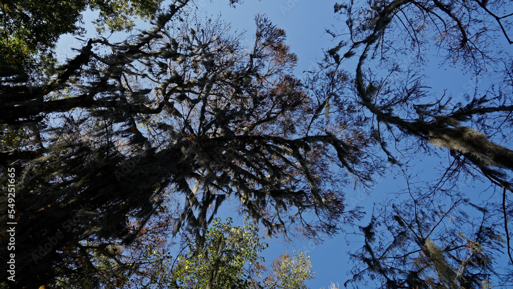 Obraz premium Caddo Lake State Park in Texas with its amazing vegetation and landscape - travel photography