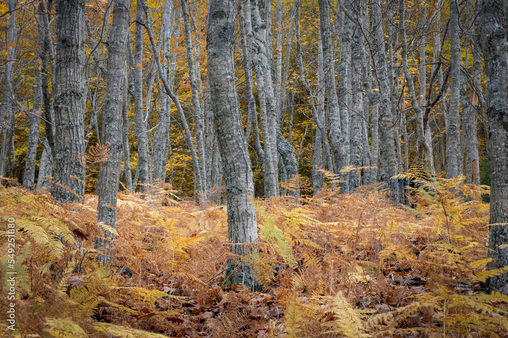 Colorful Autumn forest scene with beech trees and golden ferns in Manteigas - Serra da Estrela - Portugal. 