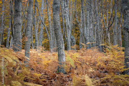 Colorful Autumn forest scene with beech trees and golden ferns in Manteigas - Serra da Estrela - Portugal. 