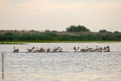 A pelican in the wilderness of the Danube Delta in Romania	