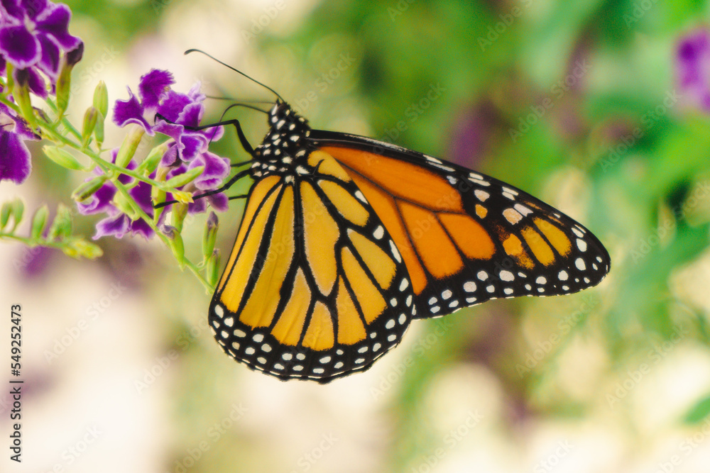 Fototapeta premium monarch butterfly on flower