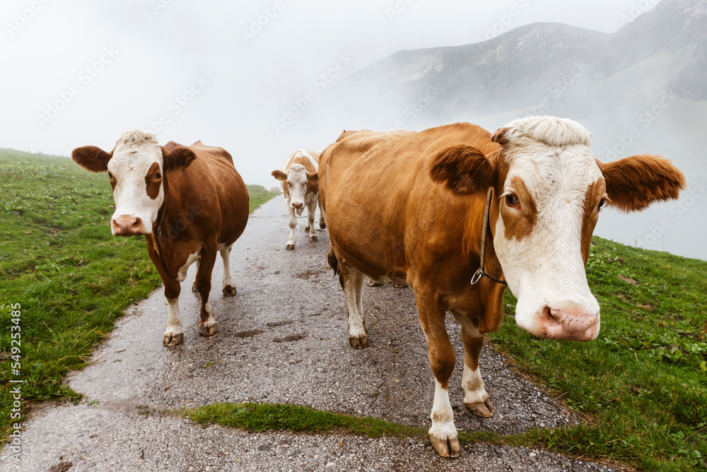 Eine Herde mit braunen Fleckvieh Kühen läuft nach einem Gewitter durch die Nebelschwaden entlang einer Straße auf die Almwiesen, Ackernalm, Österreich Eine Herde mit braunen Fleckvieh Kühen läuft nach einem Gewitter durch die Nebelschwaden entlang einer Straße auf die Almwiesen, Ackernalm, Österreich