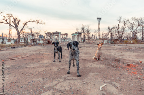 three stray mongrel dogs on the destroyed street of Mariupol