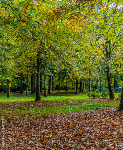 A classic autumn scene in a forest near to Arundel, Sussex, UK in Autumn