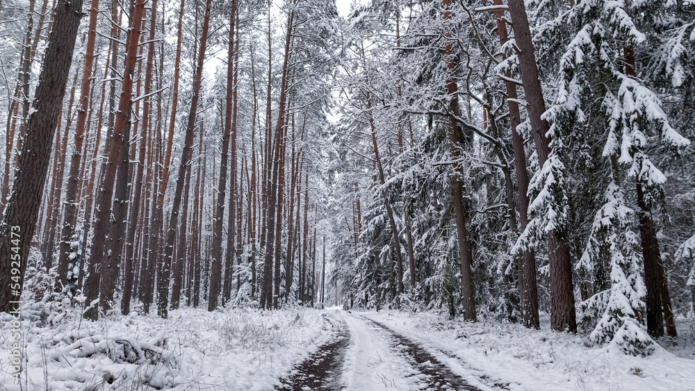Fototapeta premium Forest with snow and country road. Snowy winter in nature.