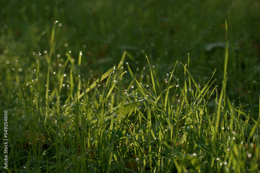 Fototapeta premium zieleń trawa rośliny natura trawnik tło