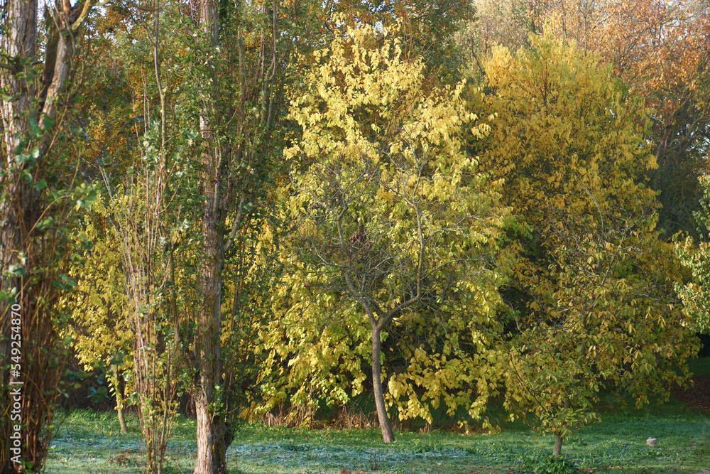 drzewo liście jesień kolory natura roślina - obrazy, fototapety, plakaty 