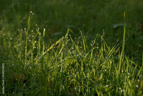 zieleń trawa rośliny natura trawnik tło
