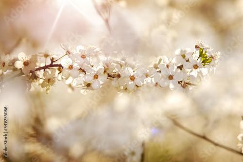 Kwitnąca gałązka wiśni w blasku słońca.  Gęste kwiaty drzewa wiśni  © FotoEston