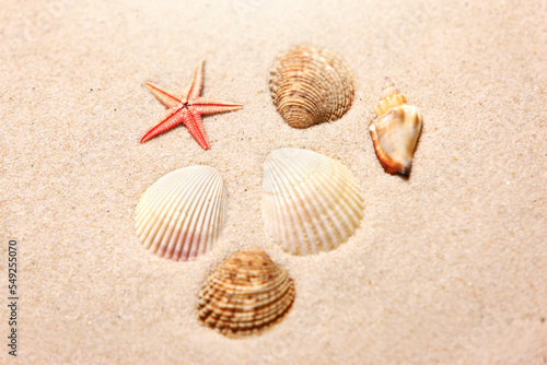 Muszelki  i rozgwiazda czrowona na piasku słonecznej  plaży