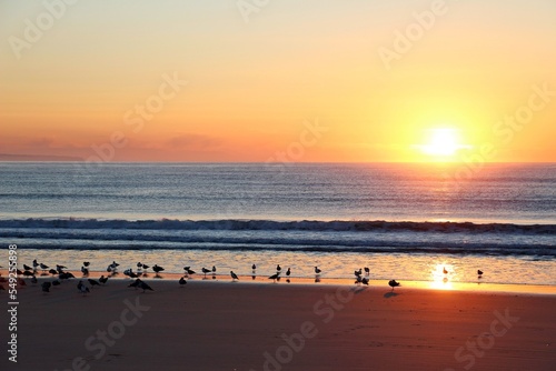 Sunrise at the beach with a flock of seagulls on the shore