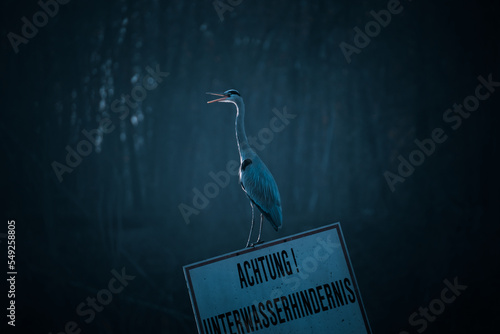 Graureiher sitzt auf einem Schild im Wasser.Heron