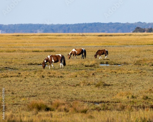 Group of Chincoteague Ponies, Equus caballus grazing in a yellow countryside photo