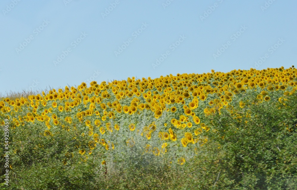 Fototapeta premium yellow blossomed sunflower in the field