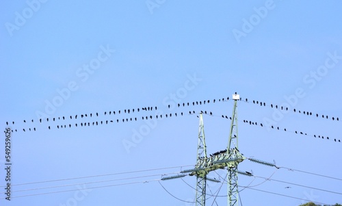 a lot of birds on the wire of the electric pole