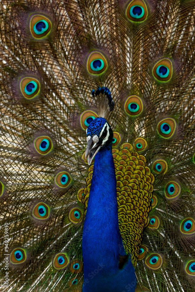 Obraz premium peacock with feathers