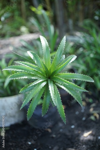 Green Orthophytum plant in closeup photo