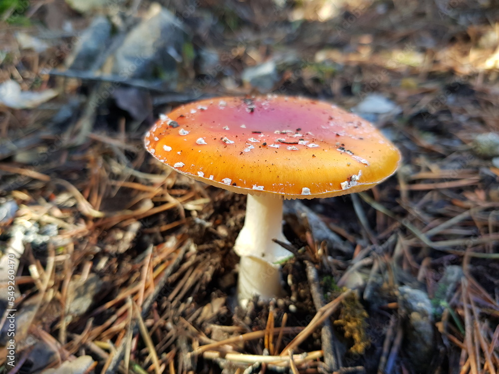 Mushroom of the species amanita muscaria in the foreground. Poisonous, toxic mushrooms Mushroom of the species amanita muscaria in the foreground. Poisonous, toxic mushrooms