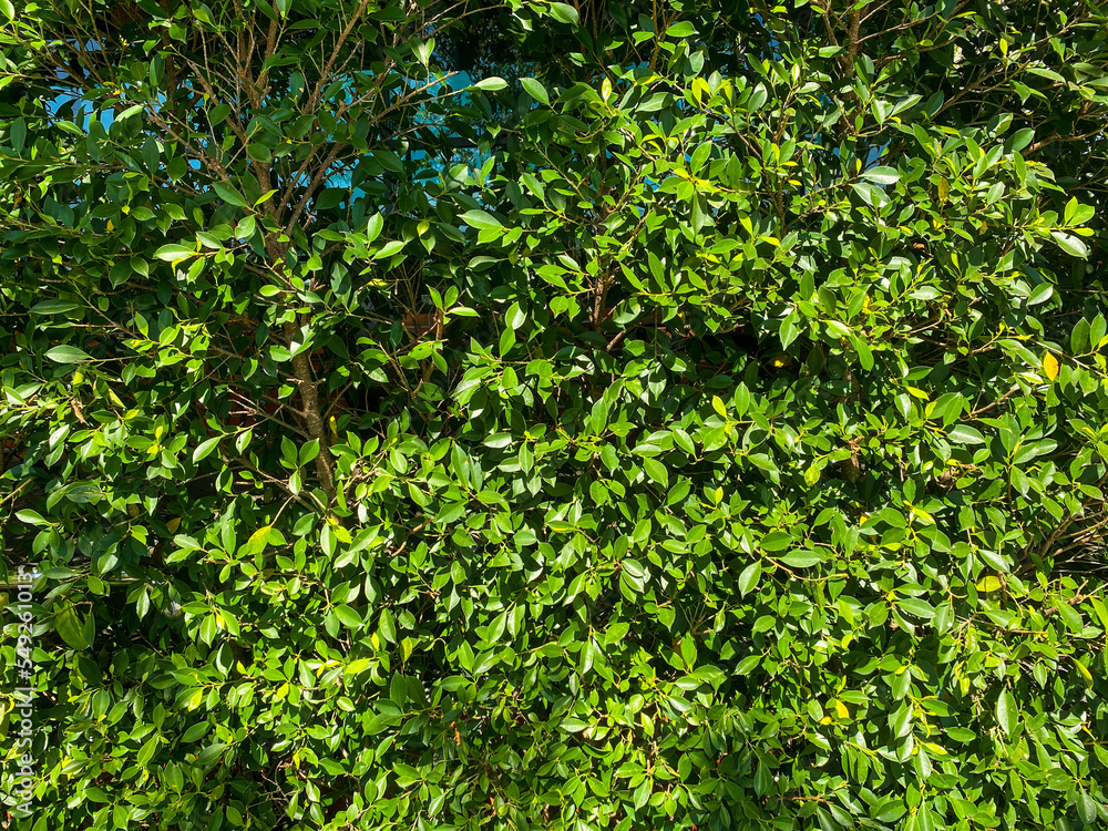 Obraz premium Green leaf background