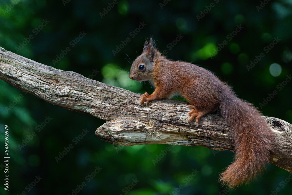 Eurasian red squirrel (Sciurus vulgaris) baby searching for food in the forest in the Netherlands. Eurasian red squirrel (Sciurus vulgaris) baby searching for food in the forest in the Netherlands.