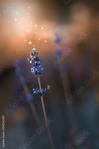Niebieskie kwiaty lawendy w popołudniowych promieniach słońca (Lavandula). Nieostrość, bokeh, bajkowy klimat.