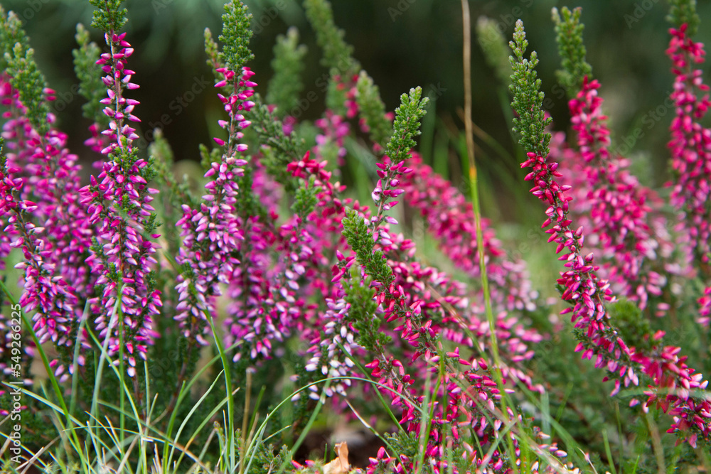 Common heather blooming in a garden
Common heather blooming in a garden