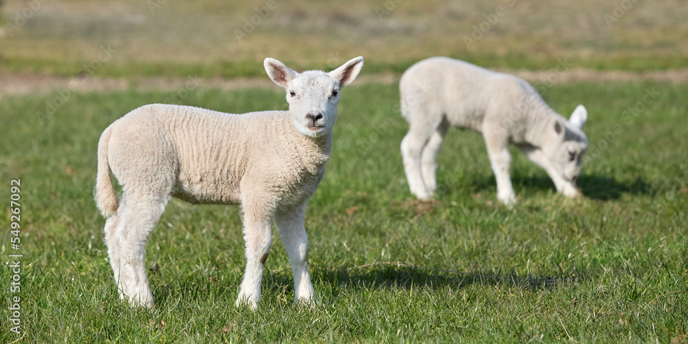White lambs in the meadow graze grass White lambs in the meadow graze grass