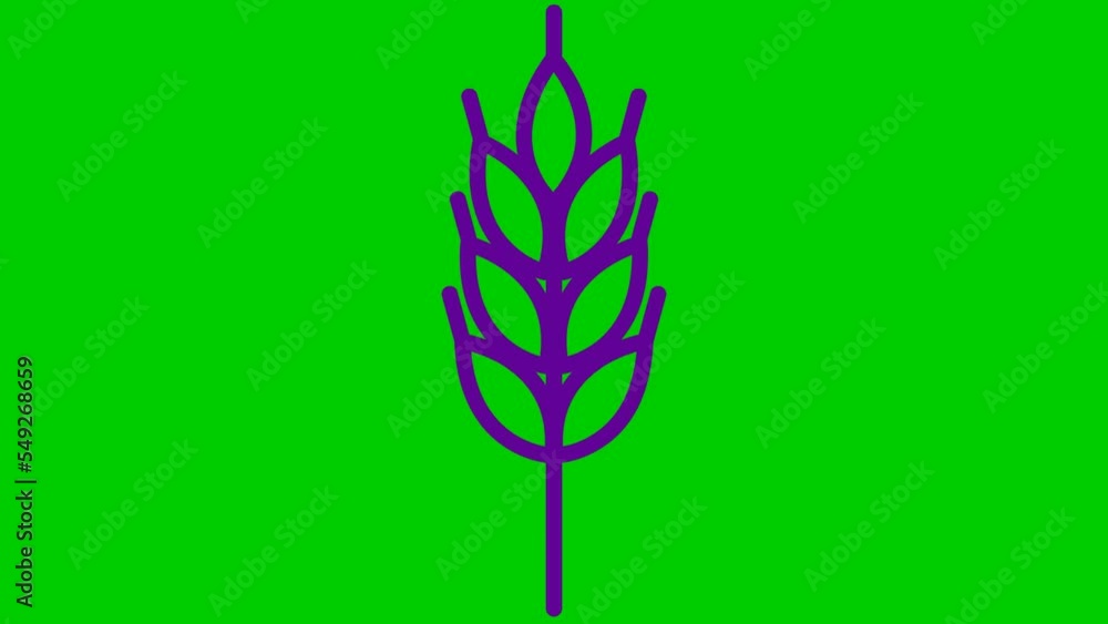 Animated violet symbol of wheat ear. Concept of harvest, food, bread. Linear icon. Vector illustration isolated on green background. Animated violet symbol of wheat ear. Concept of harvest, food, bread. Linear icon. Vector illustration isolated on green background.
