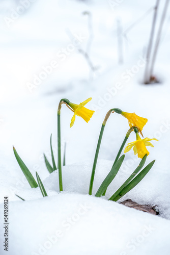 Closeup of Daffodil flowers (Narcissus) growing in snow
