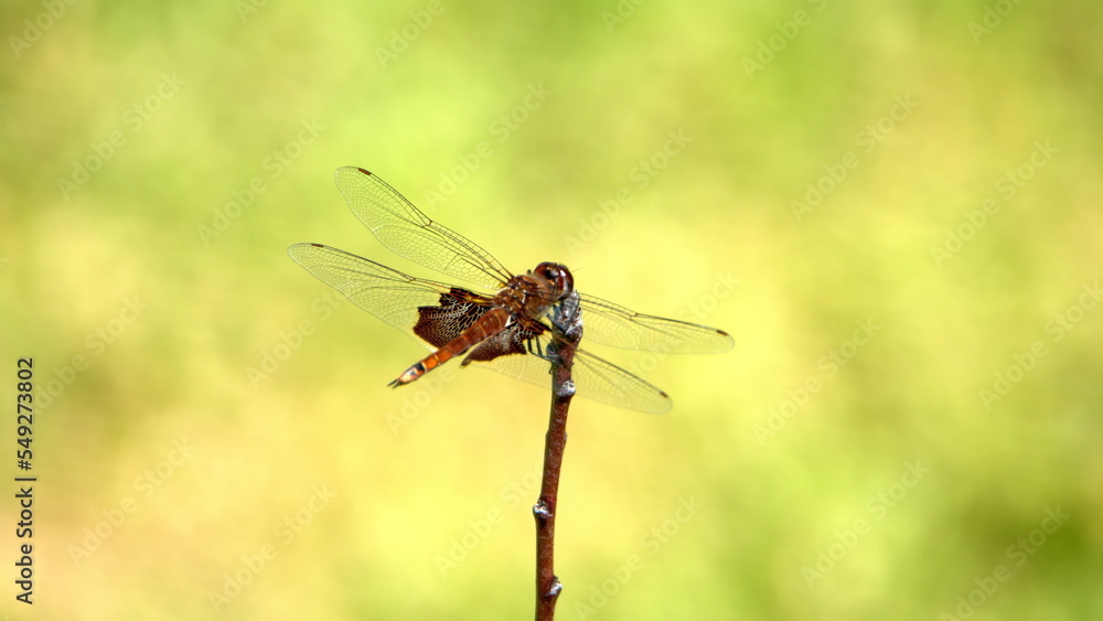 Red dragonfly perched on a twig in a backyard in Panama City, Florida, USA Red dragonfly perched on a twig in a backyard in Panama City, Florida, USA