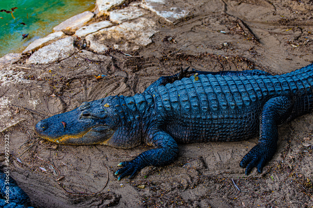 Fototapeta premium portrait alligator on the ground