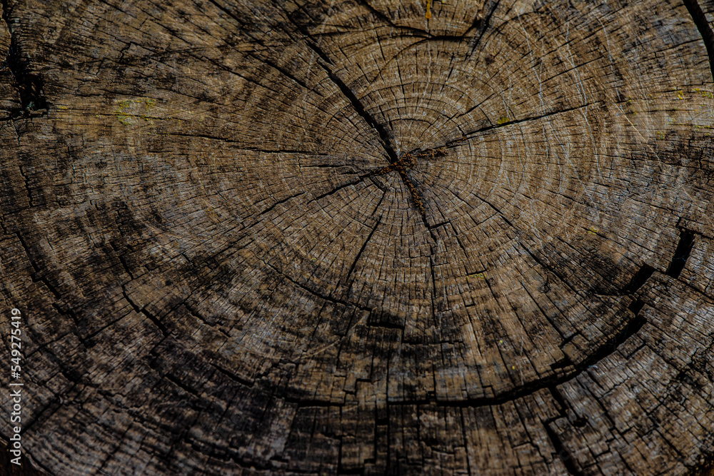 Fototapeta premium wood texture