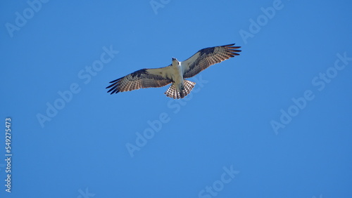 Western osprey  Pandion haliaetus  in flight above a backyard in Panama City  Florida  USA