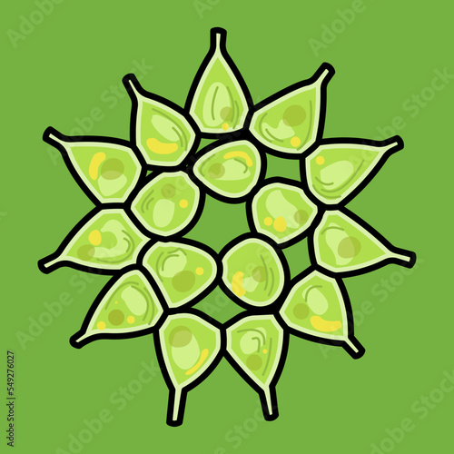 Pediastrum is a genus of green algae, in the family Hydrodictyaceae. It is a photoautotrophic, nonmotile coenobial (fixed number of cells) green algae that inhabits freshwater environments.
