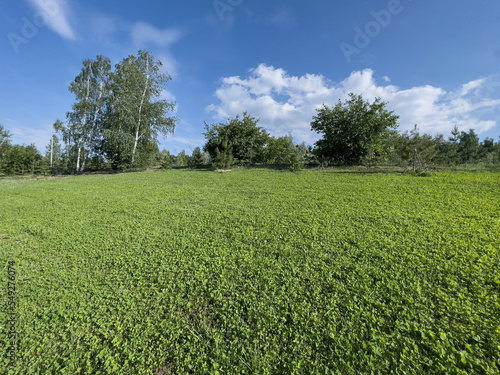 A field with a cropped green lawn made of clover against a background of trees and blue sky.