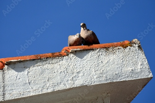 Dos palomas en celo en el borde de un tejado