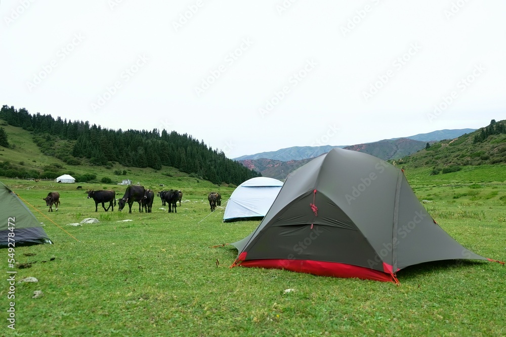 Herd of cows between tents pitched on a campsite in the mountains. Tien Shan Mountains, Kyrgyzstan