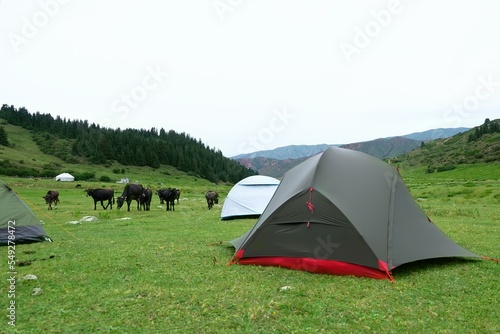 Herd of cows between tents pitched on a campsite in the mountains. Tien Shan Mountains, Kyrgyzstan