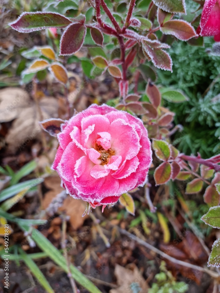 Beautiful pink rose in the snow. 